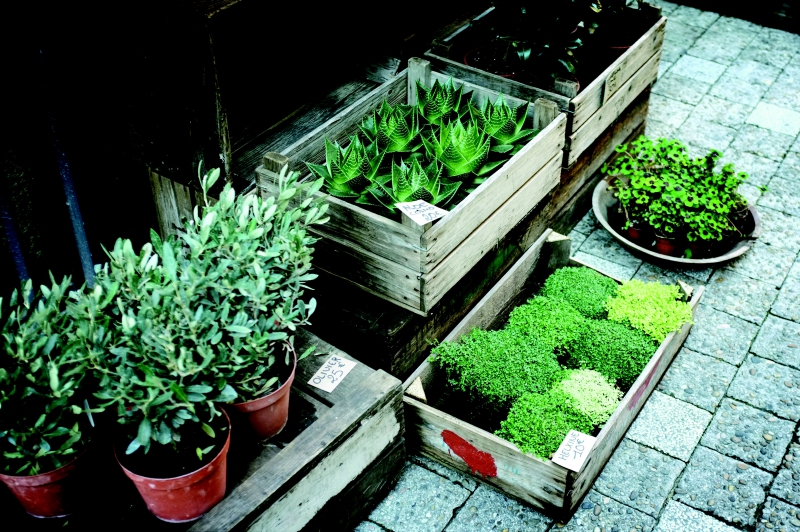 magasin-TOURNEFORT-min_flora-1842331